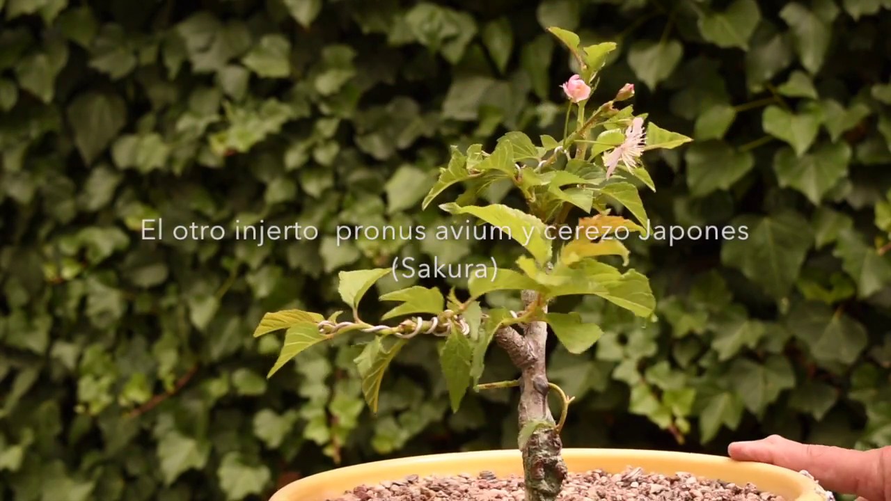 Bonsai Sakura en Flor,  Cerezo Japones, Prunus Serrulata