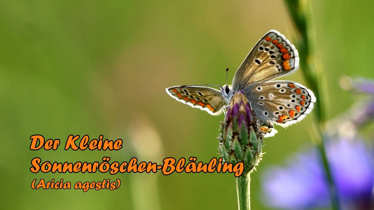 Der Kleine Sonnenröschen-Bläuling