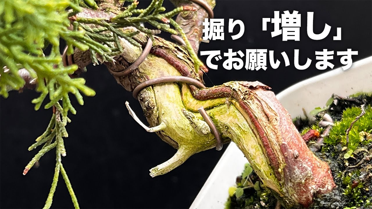【SNP】真柏のシャリ彫り #盆栽 #bonsai