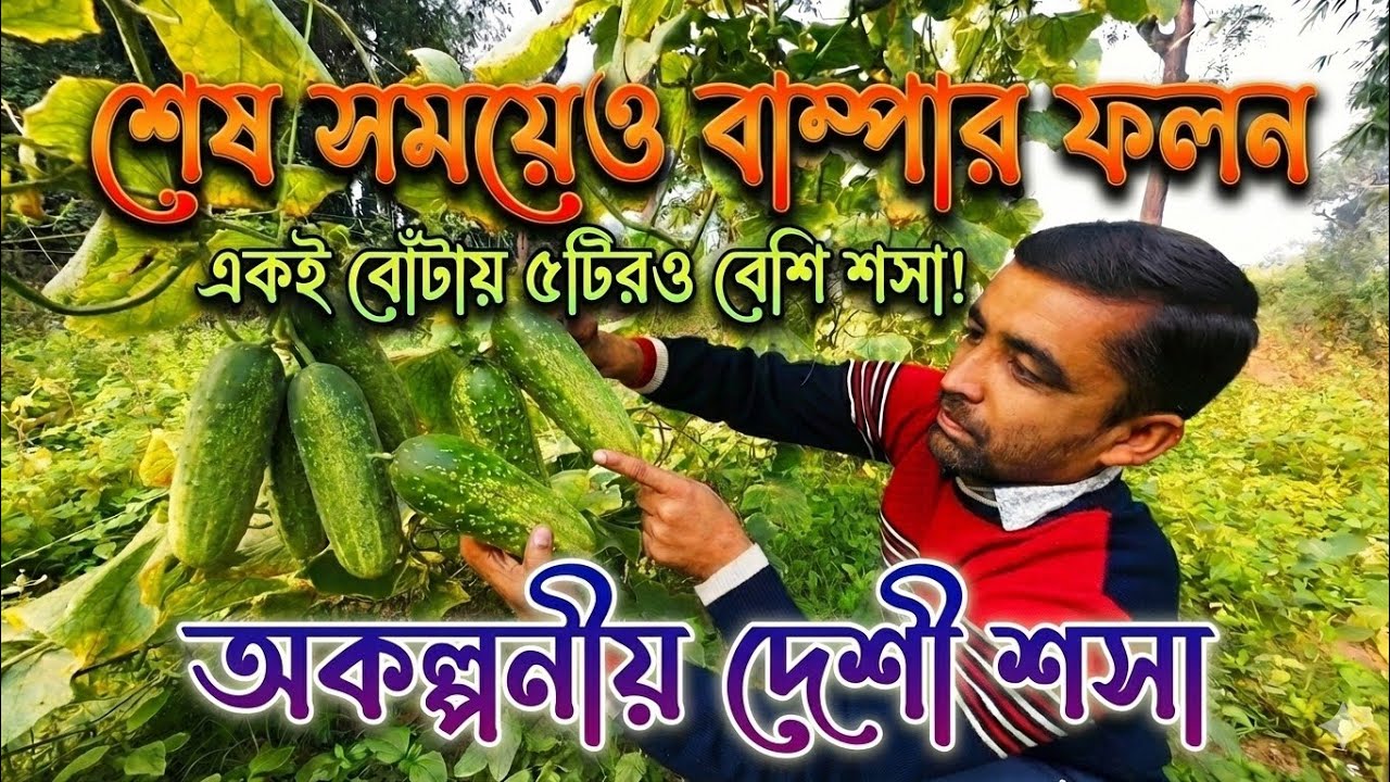 ১ বোঁটায় ৫টির ও বেশি দেশি শসা ,মরা গাছেও শসার ঢল! দেশি শসার এই জাত অবাক করবে আপনাকে |