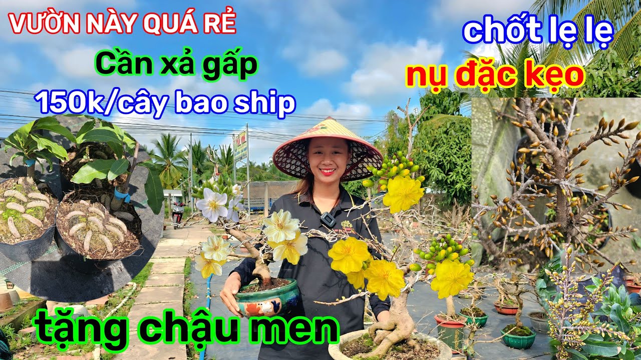 🌲6/2☎️Vườn mai Bạn Quyên☎️Mai ghép chơi tết🌲clip cuối cùng🌲xả gấp lô này🌲quá trời rẻ 