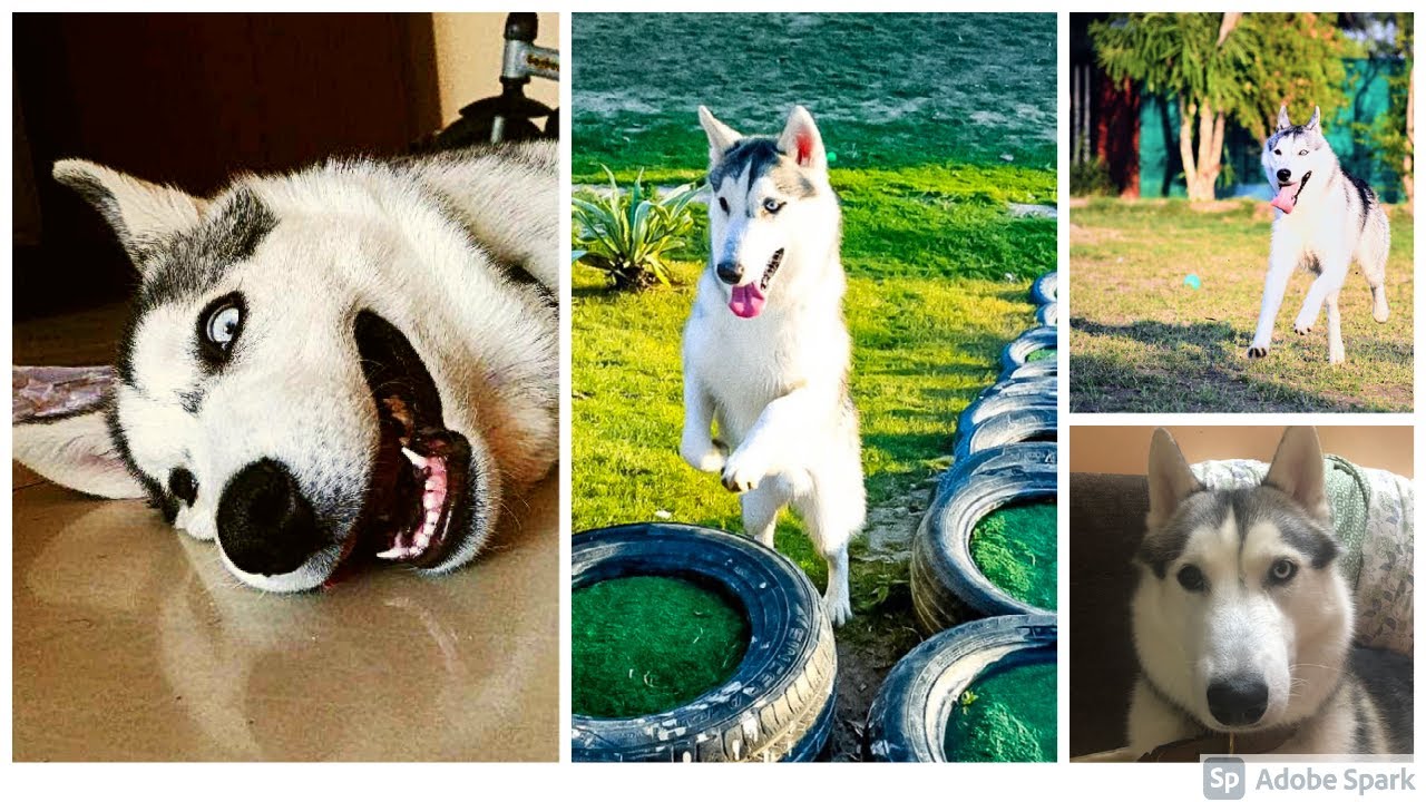 Funny and jealous Siberian husky dog at India home