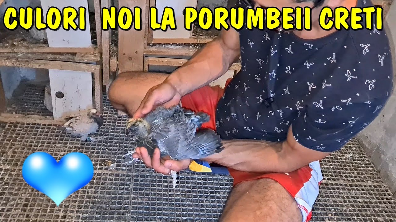 Viața la țară ❤ Culori noi la porumbeii creți + mulți pui la cap de maur - update iunie