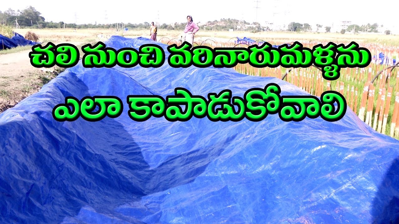 Rabi Paddy Nursery Management ll Cold Injury