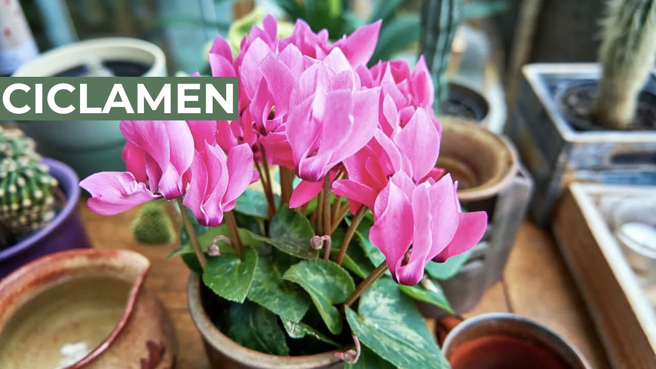 ¿Qué es CICLAMEN?💖 Propiedades y Beneficios