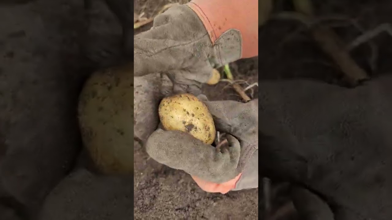 Yukon Gold Potatoes!! 2022 Harvest.. Just a amateur.