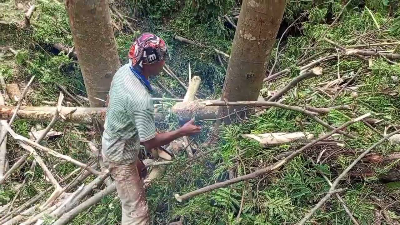 PROSES NEBANG KAYU BESAR DI HUTAN PEKERJAAN BERAT PENUH ROSIKO 