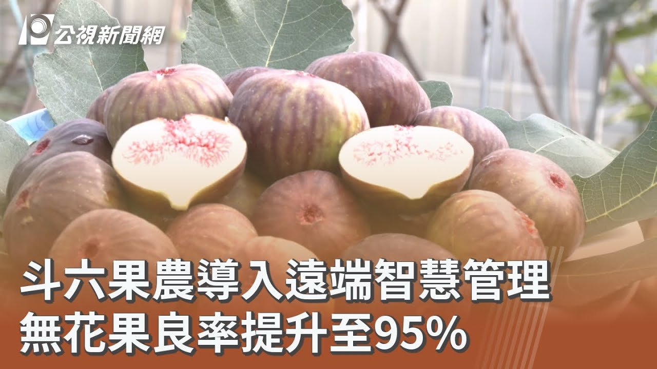 斗六果農導入遠端智慧管理 無花果良率提升至95%｜20260209 公視午間新聞