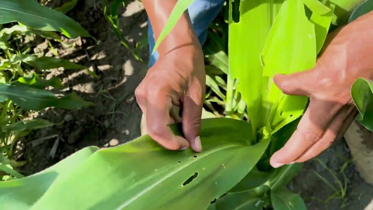 &iquest;C&oacute;mo controlar el GUSANO COGOLLERO 🐛 en tu CULTIVO de MA&Iacute;Z? !🌾 &iexcl;Con AGREVO PERUANA! ✅