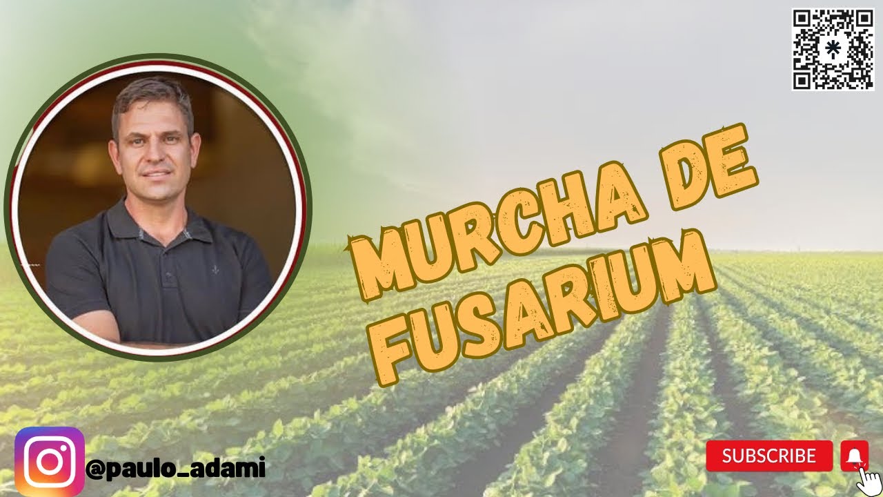 Murcha de fusarium no feij&atilde;o..