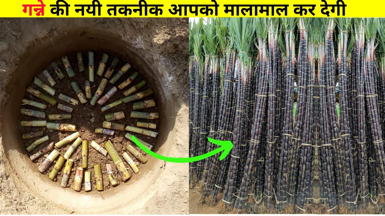 Sweet sugarcane cultivation will generate sweet income. Sugarcane farming, Cultivation and Harves...
