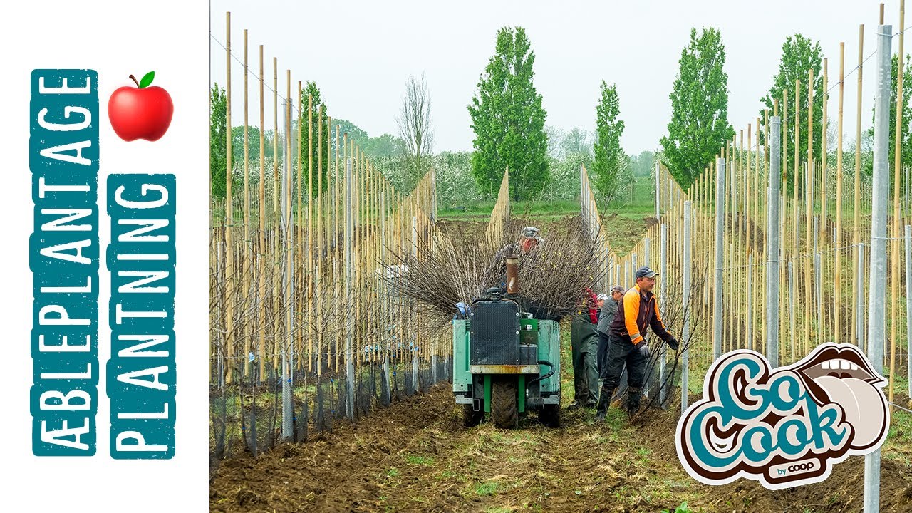 #13 Sådan laver man en plantage med æbler | GoCook by Coop