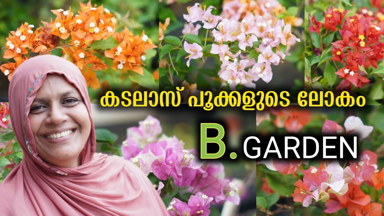 100-ൽ പ്പരം ബോഗൈൻവില്ല കളക്ഷൻസുമായി B Garden | Online Sale Available | Bougainvillae Plant Care Tips