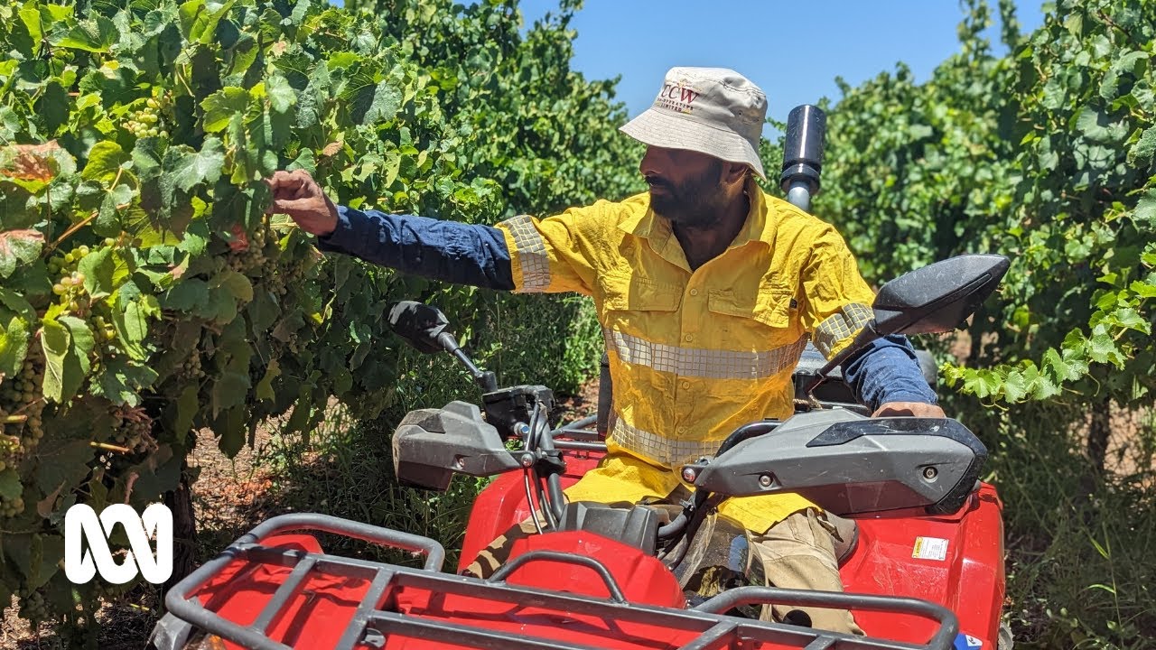 YouTuber and farmer Mintu Brar connects Punjabi community with rural Australia | ABC Australia
