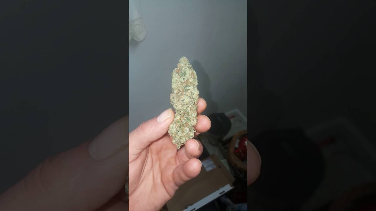 Sour sunset sherbert wow really fire #dnagenetics