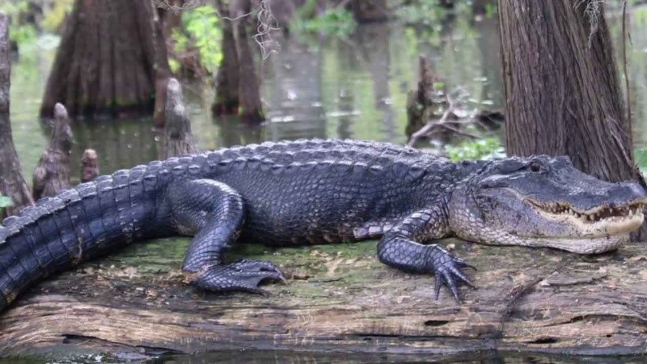 How to calculate an alligator's age? - New Orlean