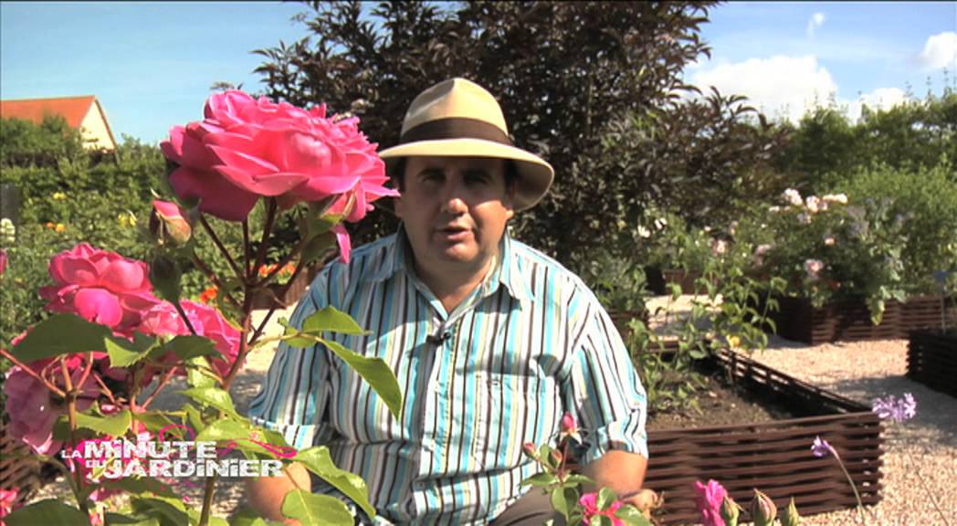 Conseil jardin : Les roses