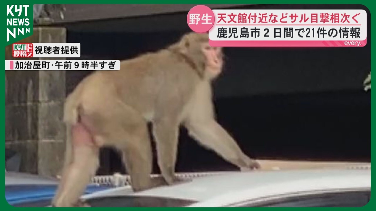 鹿児島市でサルの目撃情報相次ぐ　谷山方面や桜ヶ丘、天文館にも　被害の情報なし