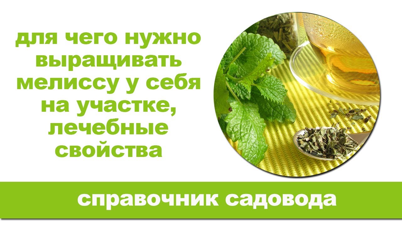 10 причин, посадить на своем участке мелиссу лимонную. Лечебные свойства.