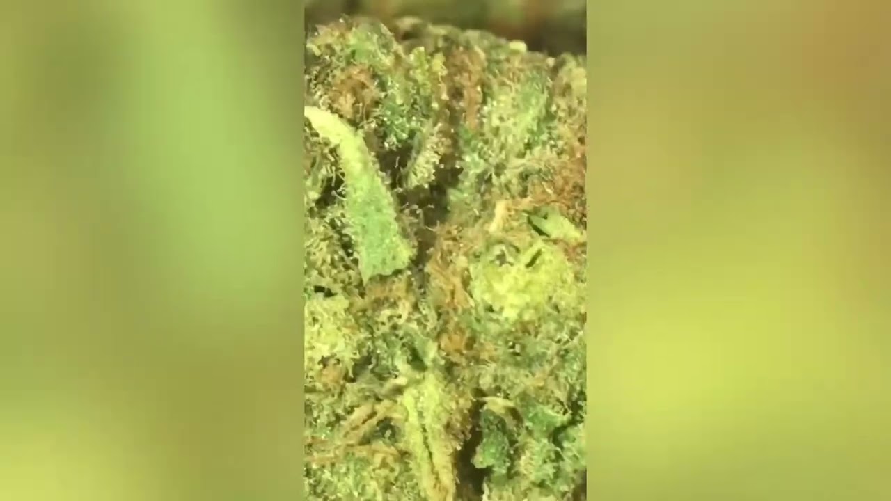 Apple Tartz Strain Review (Smk Brk 420)