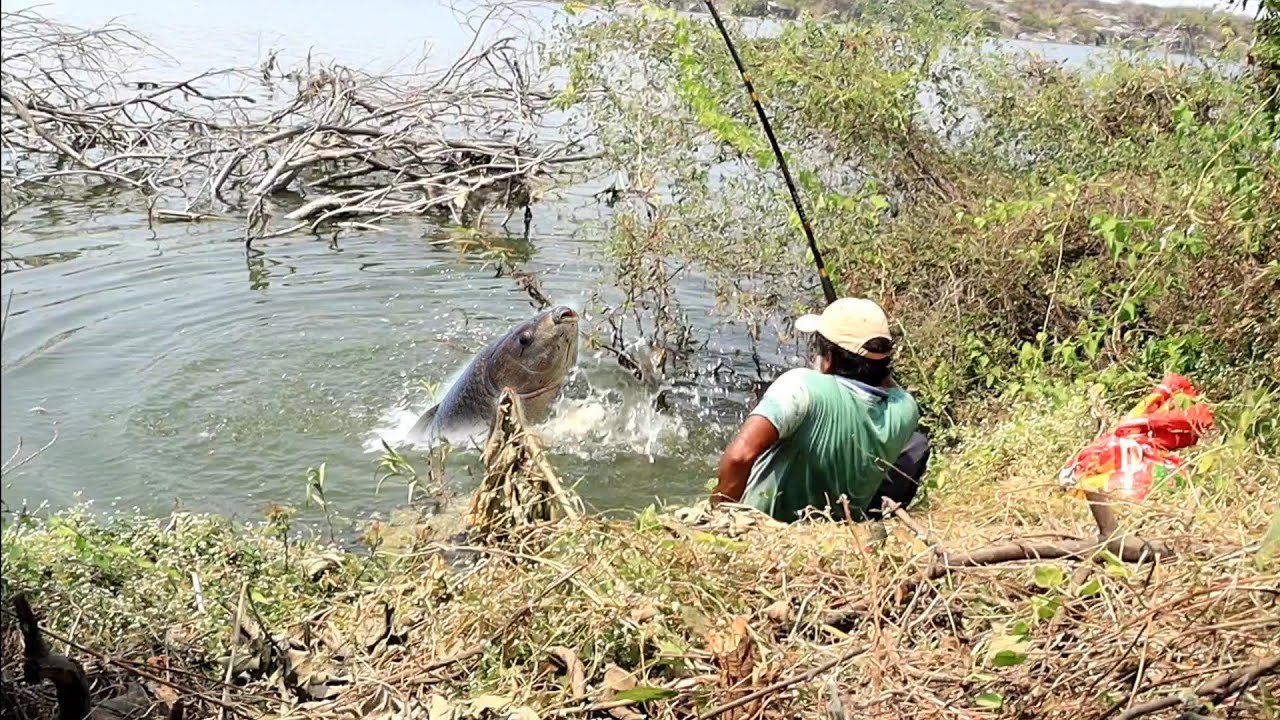 Very Big Rohu fish catch| Amazing fish hunting in river |6 no single hook