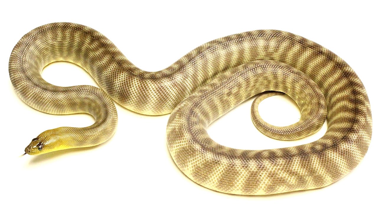 Woma Pythons!