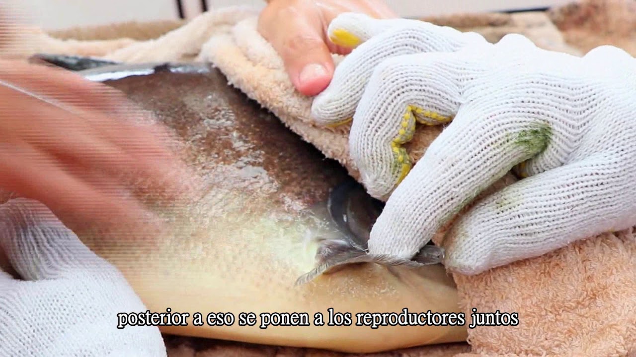 Proyecto de producción de alevinés y cultivo de Pacú en Paraguay