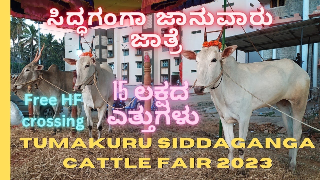 Tumkur Siddaganga Cattle Fair 2023 |ಸಿದ್ಧಗಂಗಾ ಜಾನುವಾರು ಜಾತ್ರೆ 2023🐂🐂