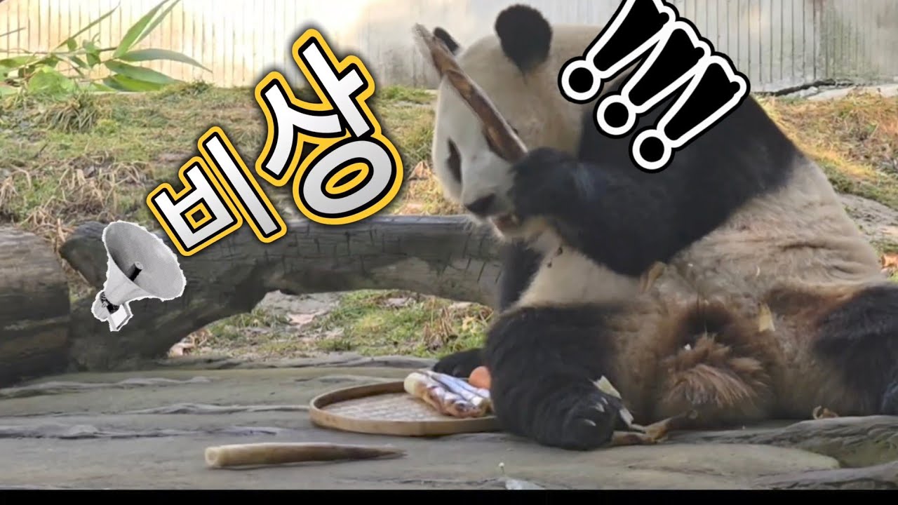 2/6 푸바오실시간 오전(2 )헉~ 데굴데굴  죽순  굴러가유~  표정이 너무 귀엽네요