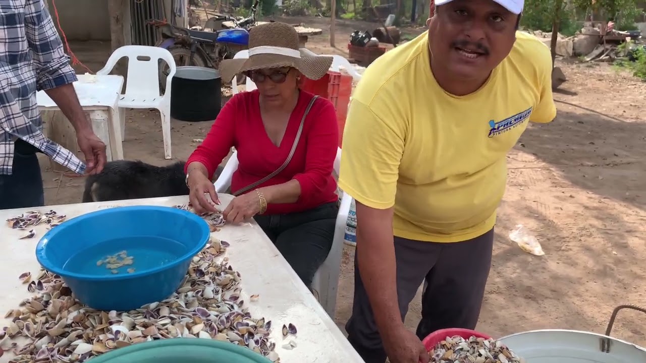 Cosiendo choros así el proceso es temporada estos meses mariskero y Rosario en acción