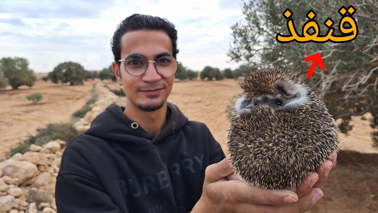 أنواع حيوان القنفذ في مصر 🦔 _ Hedgehog