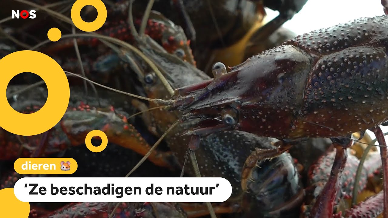 11.000 rode rivierkreeften gevangen in Ede