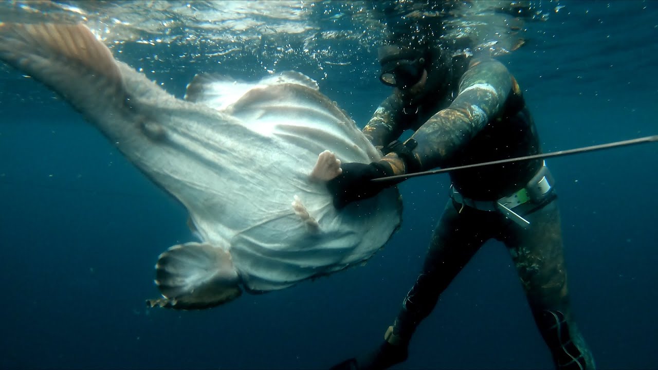Spearfishing huge fish in the fjords of Norway