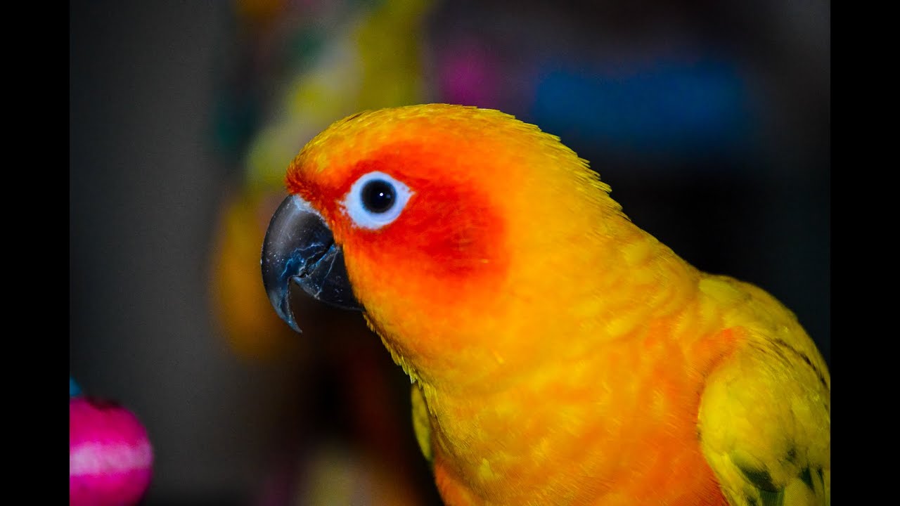 Sun Conures 101