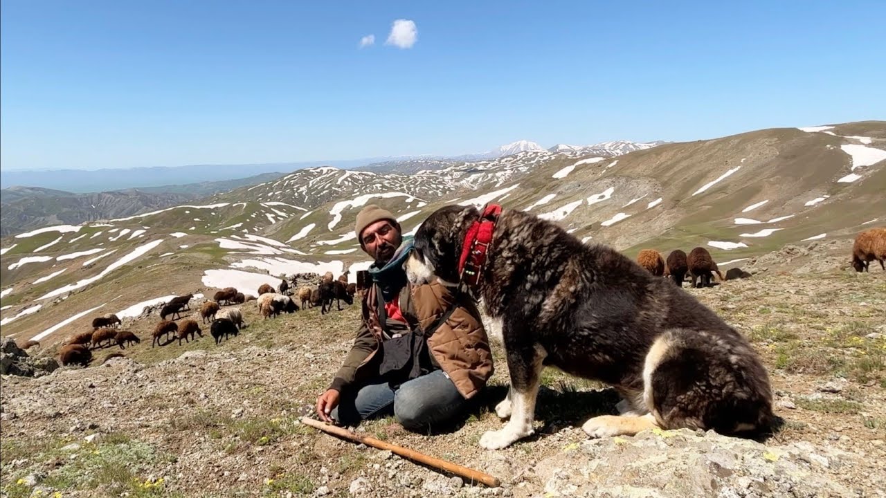 Животноводство в горах на востоке Турции — мы на 22-м дне миграционного пути