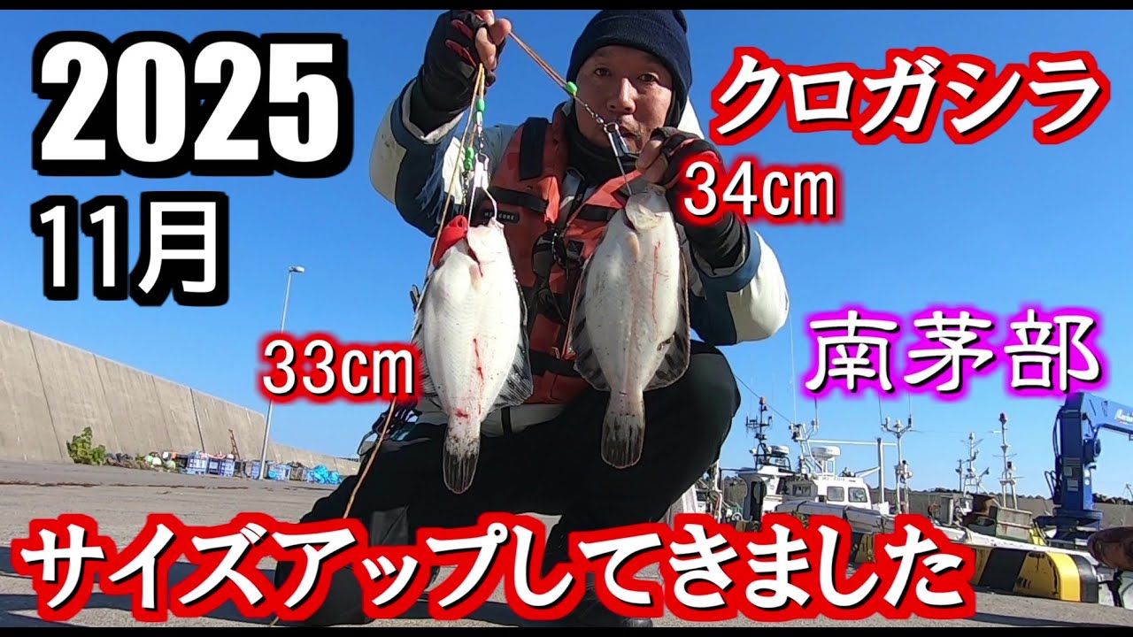【釣り】【魔改造ブラー】南茅部でクロガシラがサイズアップしてきています。