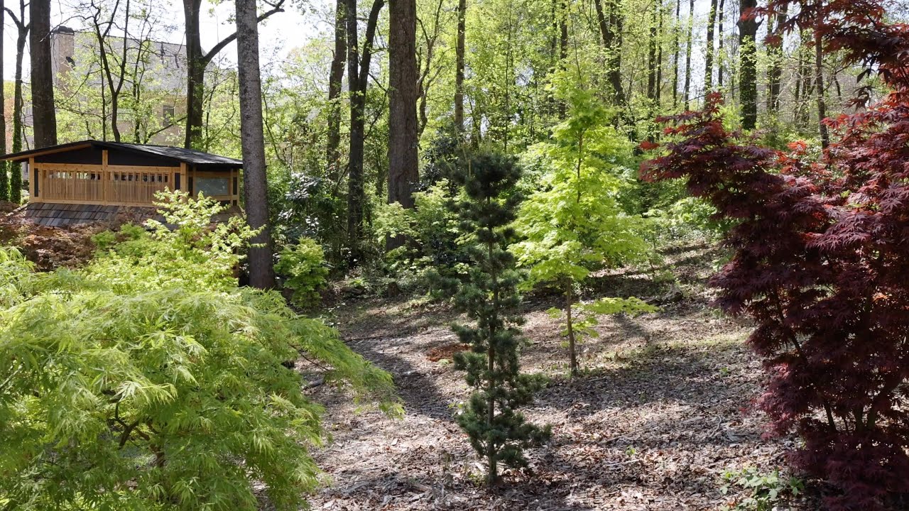 Tranquil Japanese Garden: Relaxing Wind in the Trees (2+ hours)