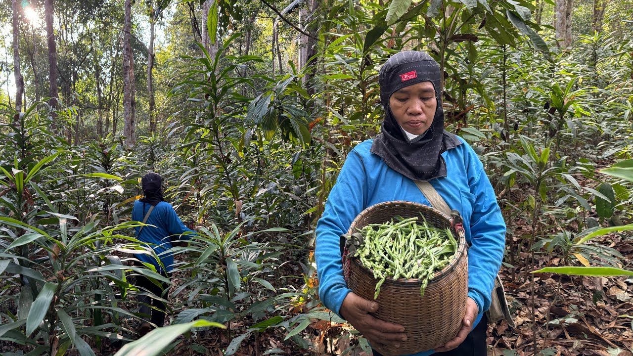 มื้อนี่้โชคหมานเข้าป่าเดียวได้คอนแคนเต็มต้ายอดยาวเต็มที่ยอดใหญ่ๆอ่อนเป็นตาแซ่บ 28/1/67