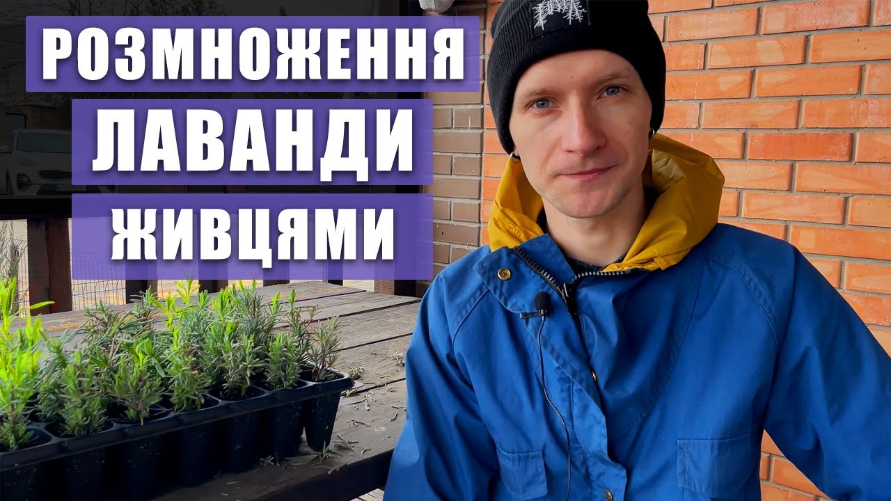 ЛАВАНДА. Як розмножити лаванду. 100% вкорінювання. Живцювання лаванди.