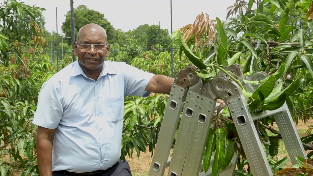 High Tech Agriculture For Mango Cultivation – Dambulla   15 min Progra