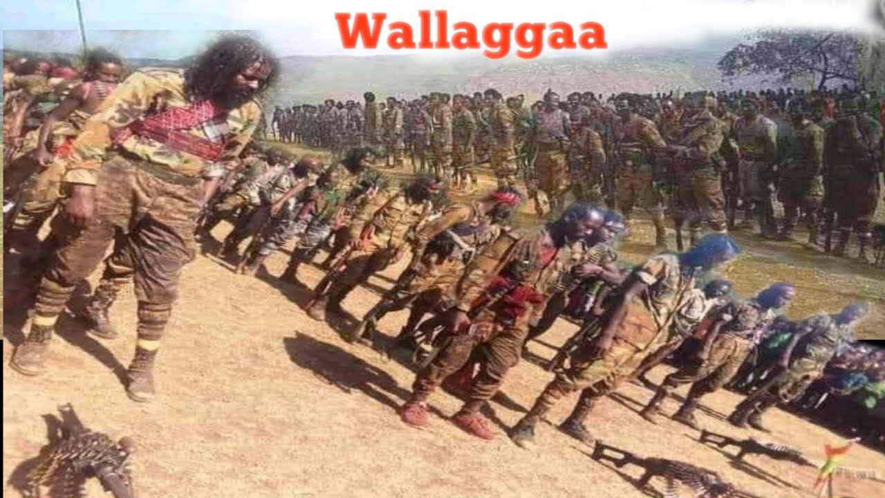 ODUU Ammee WBOn fannoo amara oromiya kessa qulqullessuu
