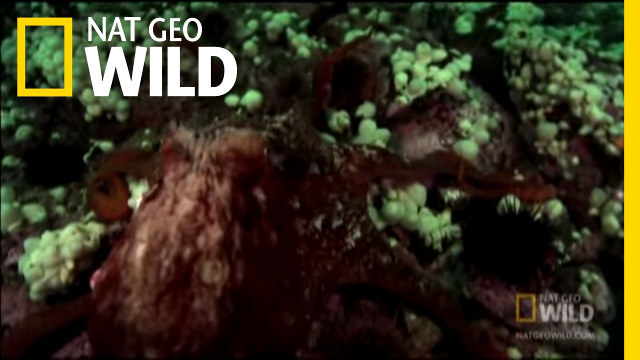 Octopus Up Close | Nat Geo Wild