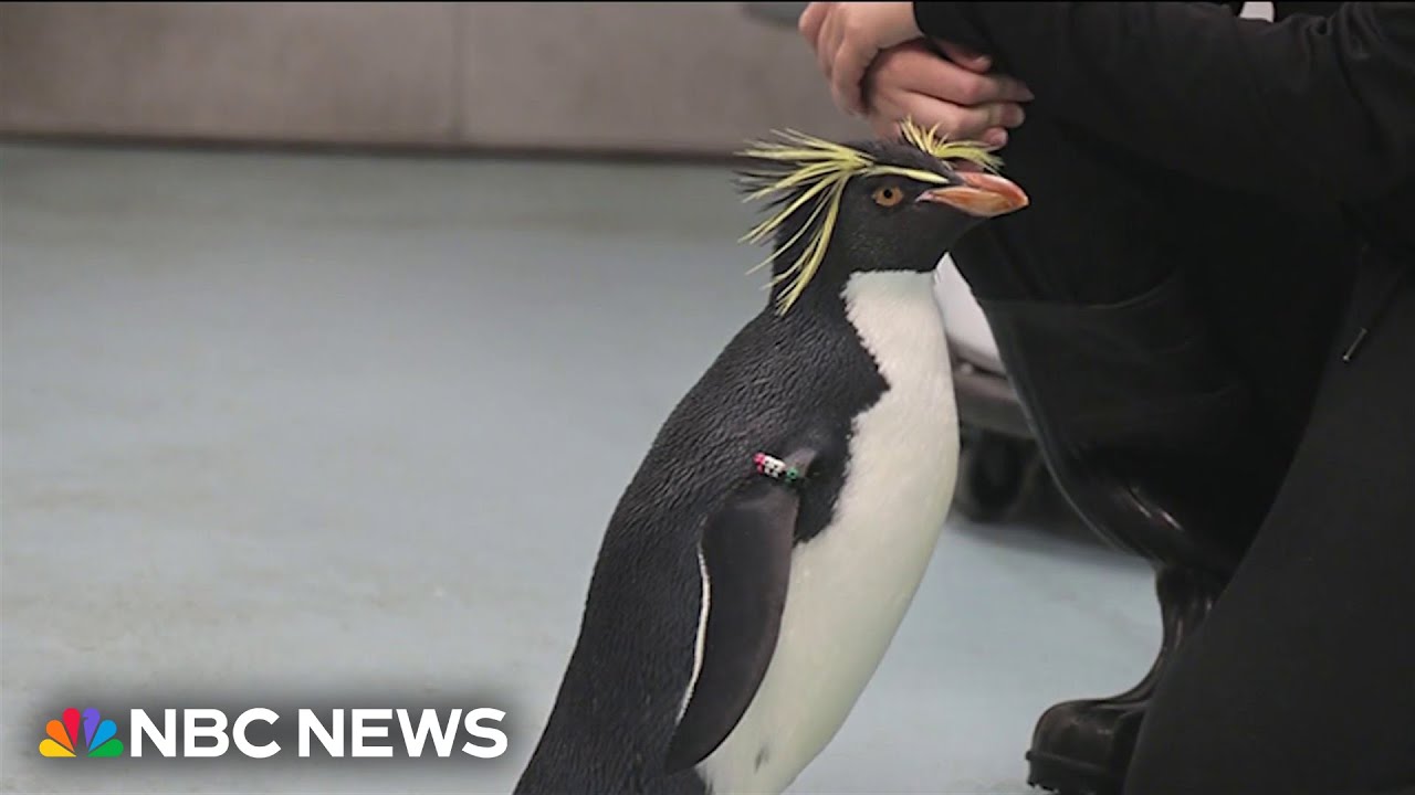 Marley the painting penguin becomes a social media sensation