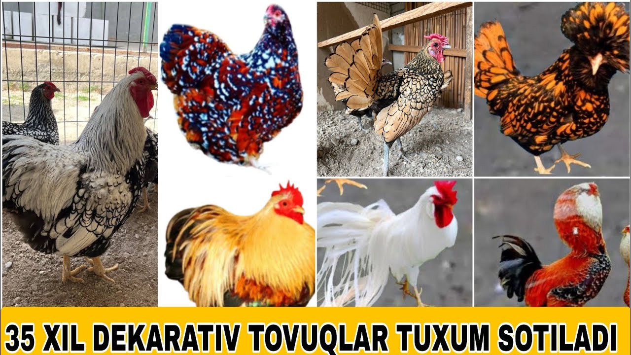 35 XIL DEKARATIV TOVUQLAR TUXUM SOTILADI(FARG‘ONA)