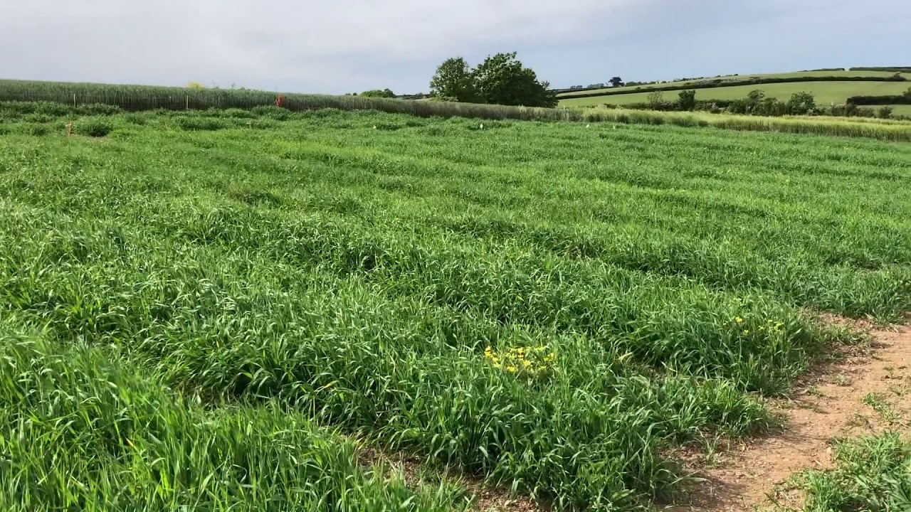 Cornwall - Spring Barley Trials Overview