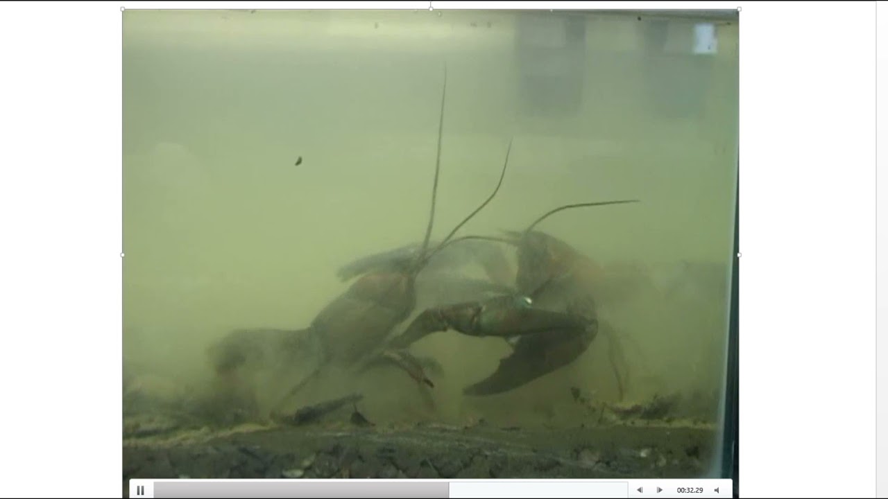 The impact of non-native signal crayfish by partners at the Environment Agency