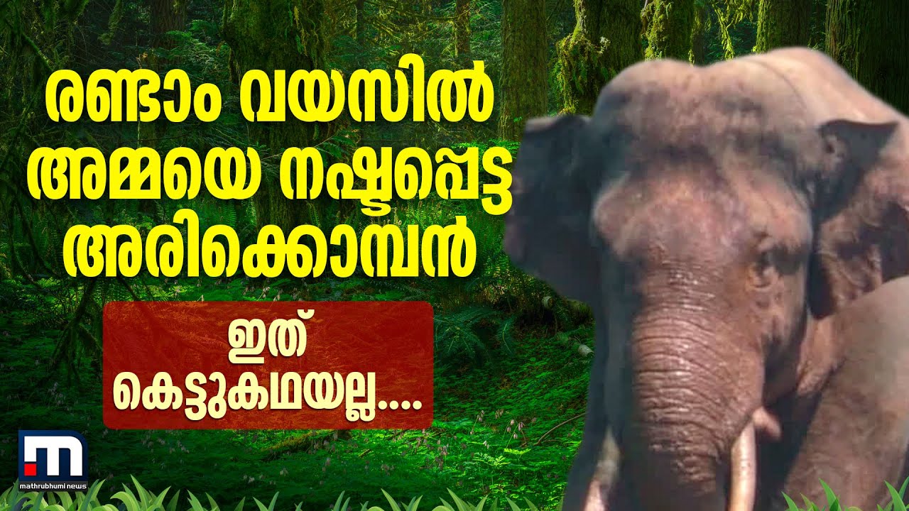അമ്മ ചെരിഞ്ഞ സ്ഥലത്ത് വർഷത്തിലൊരിക്കൽ എത്തുന്ന അരിക്കൊമ്പൻ; കഥ പറഞ്ഞ് ദൃക്സാക്ഷികൾ | Ari Komban