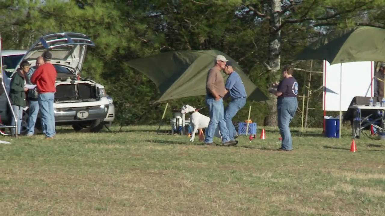 Lure Coursing with Boxers