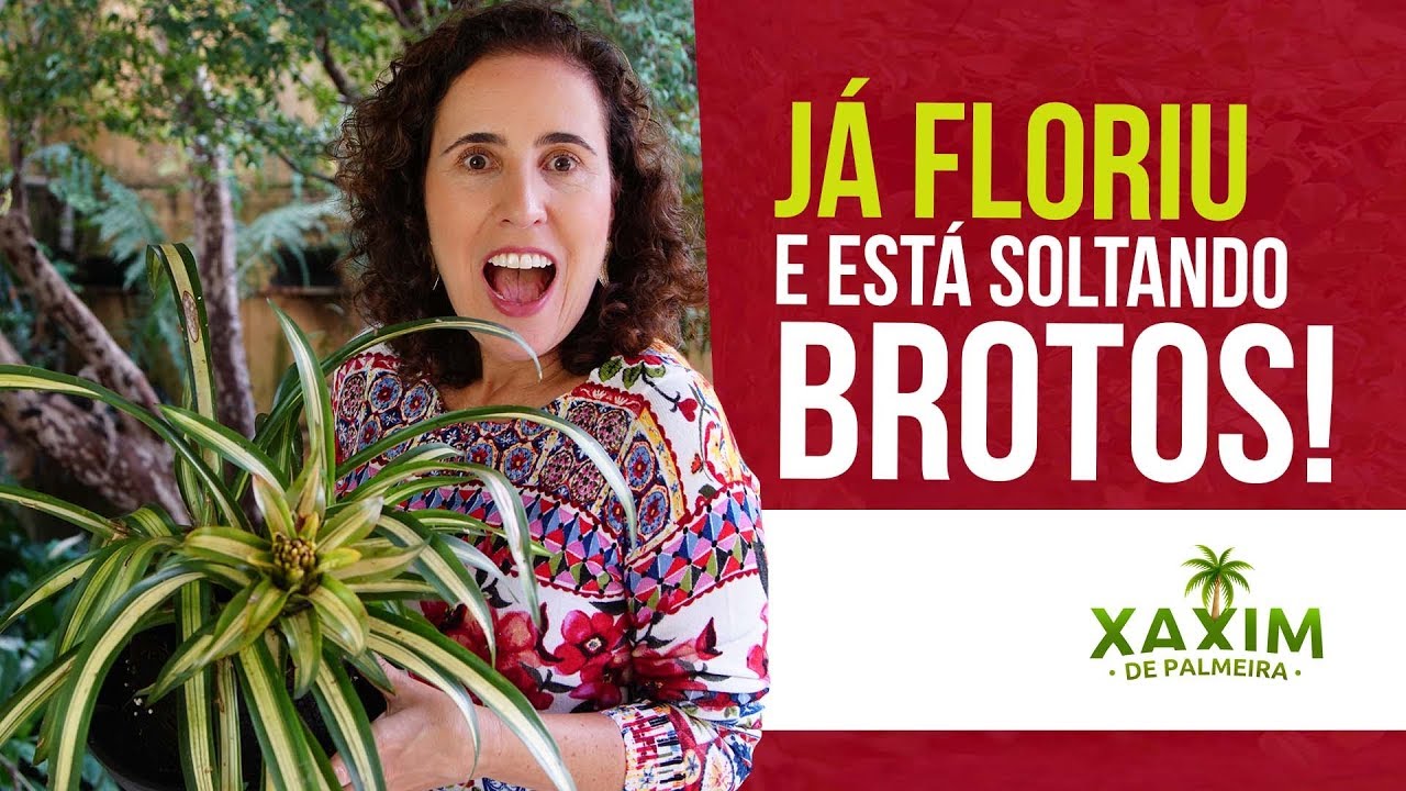 01 ANO DEPOIS - COMO FICOU MINHA BROMÉLIA NO XAXIM DE PALMEIRA | Nô Figueiredo