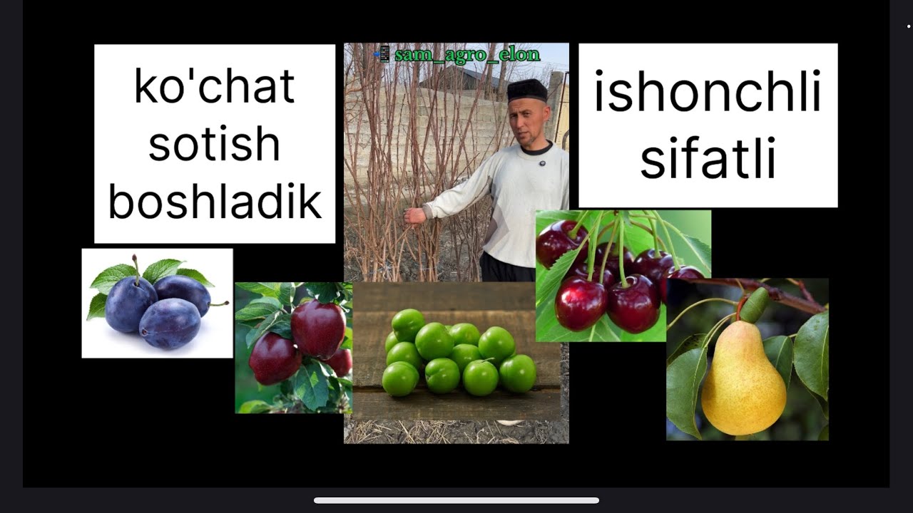 ko'chatlar sotuvini boshladik ⛳️ sifatli va ishonchli 🤲